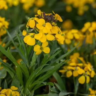 Repcsény (Erysimum)
