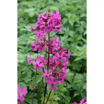 Kakukkszegfű (Lychnis)
