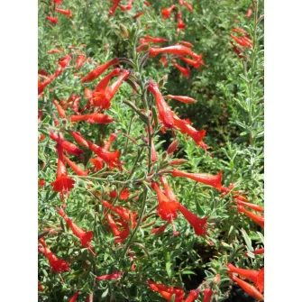 Kaliforniai fukszia (Zauschneria)