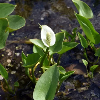 Sárkánygyökér (Calla)