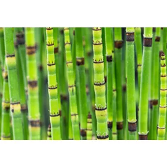 Zsurló (Equisetum)
