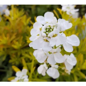 Iberis sempervirens Golden Candy - Aranylombú tatárvirág