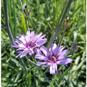 Zörgővirág (Catananche)