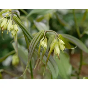 Tündérharang (Disporum)