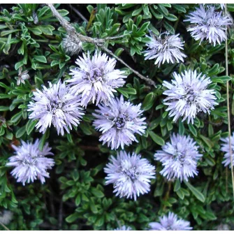 Gubóvirág (Globularia)