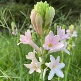 Tubarózsa (Polianthes)