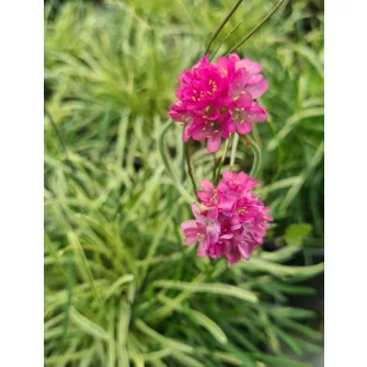 Pázsitszegfű (Armeria)