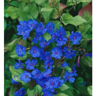 Tarackoló kékgyökér (Ceratostigma)