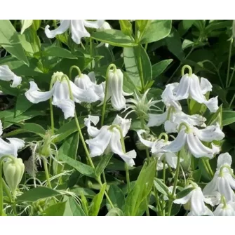 Iszalag (Clematis)