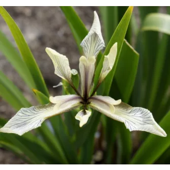 Nőszirom (Iris)