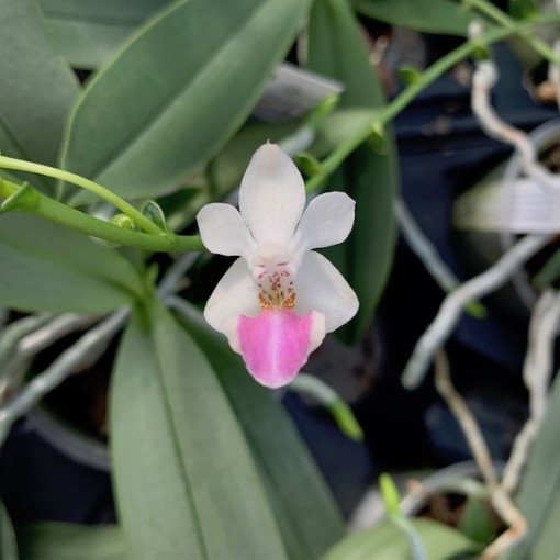 Doritaenopsis Anna-Larati Soekadi x Phalaenopsis lobbii