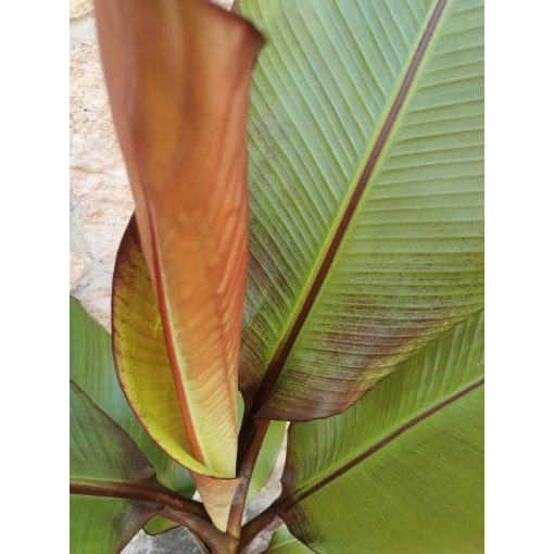 Abesszín banán - Ensete ventricosum Maurelii