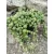 Senecio rowleyanus - Borsófüzér