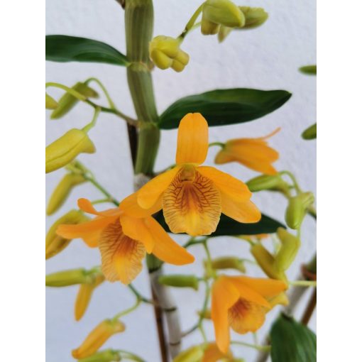 Dendrobium noblie Firebird