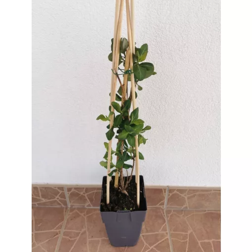 Japán lonc - Lonicera Halliana