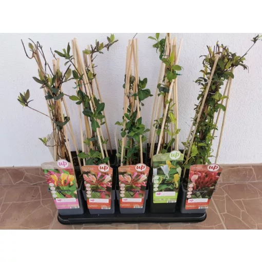 Japán lonc - Lonicera Halliana
