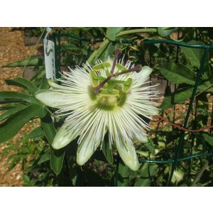 Golgotavirág - Passiflora caeruela Constance Elliot