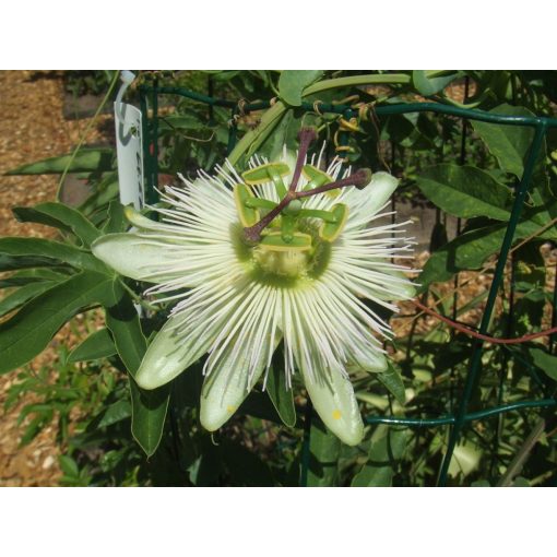 Passiflora caeruela Constance Elliot - Golgotavirág