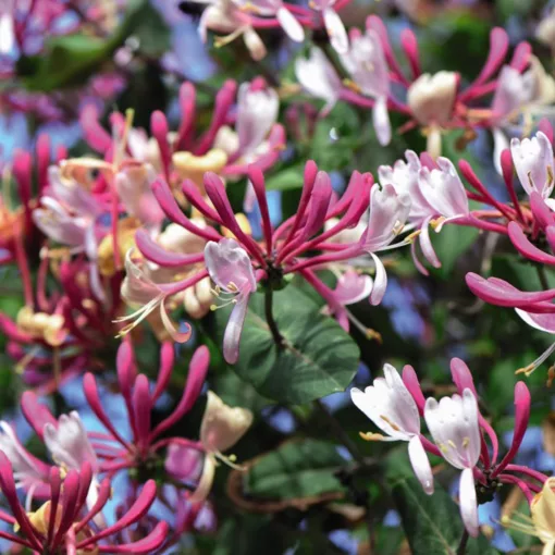 Japán lonc - Lonicera Belgica