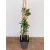Japán lonc - Lonicera Belgica
