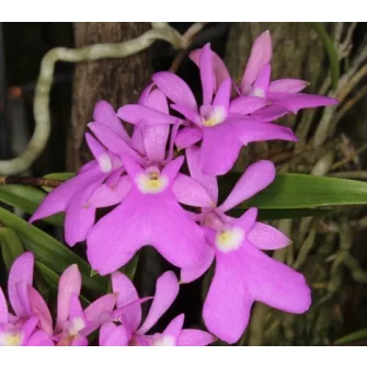 Orchideák