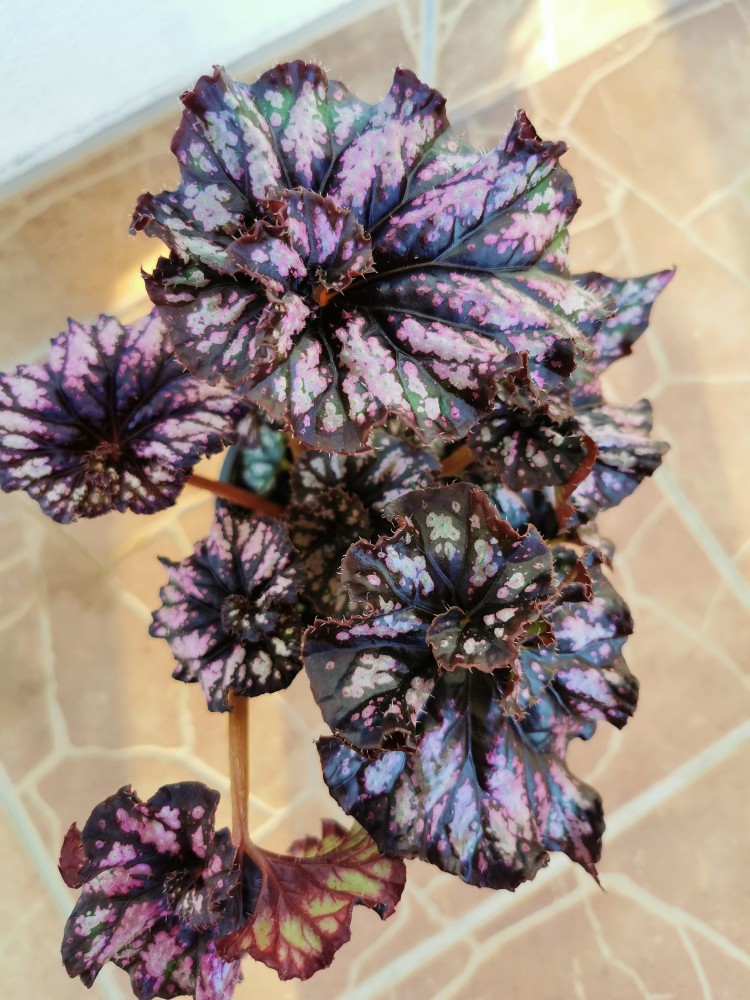 Begonia sp. 4