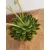 Echeveria sp. 6