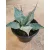 Agave parryi