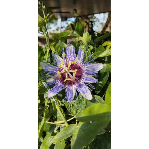 Passiflora Purple Haze - Golgotavirág