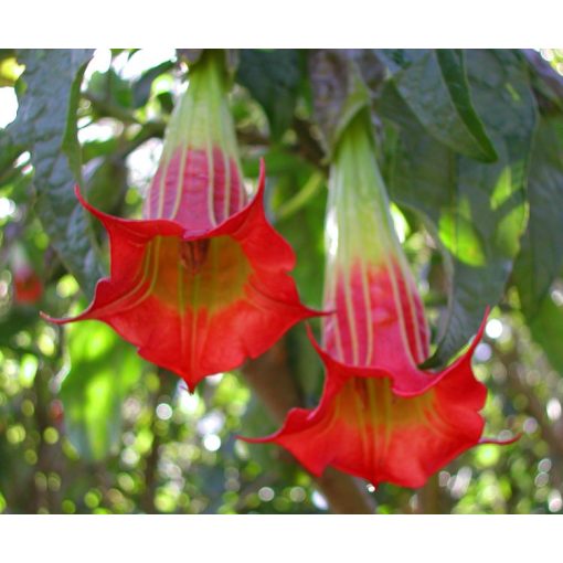 Brugmansia sanguinea - Piros angyaltrombita