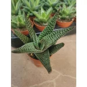 Aloe sp. 2