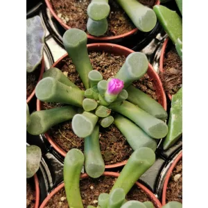 Ablakvirág - Fenestraria sp.