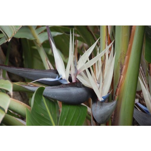 Papagájvirág - Strelitzia nicolai