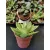 Amerikai kövirózsa - Echeveria agavoides