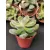 Amerikai kövirózsa - Echeveria Green Velvet