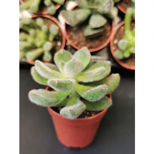 Amerikai kövirózsa - Echeveria Green Velvet