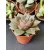 Amerikai kövirózsa - Echeveria purpusorum