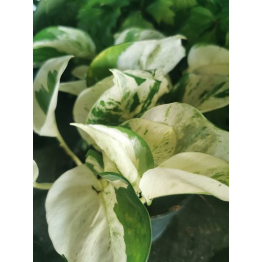 Szobai futóka - Epipremnum aureum Happy Leaf