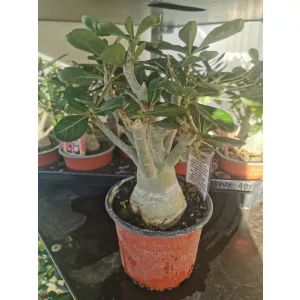 Adenium obesum - Sivatagi rózsa (meglepetés szín)