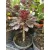 Fás kövirózsa - Aeonium arboreum Atropurpureum