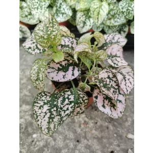 Pettyeslevél - Hypoestes Pink