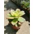 Aeonium haworthii Kiwi - Fás kövirózsa