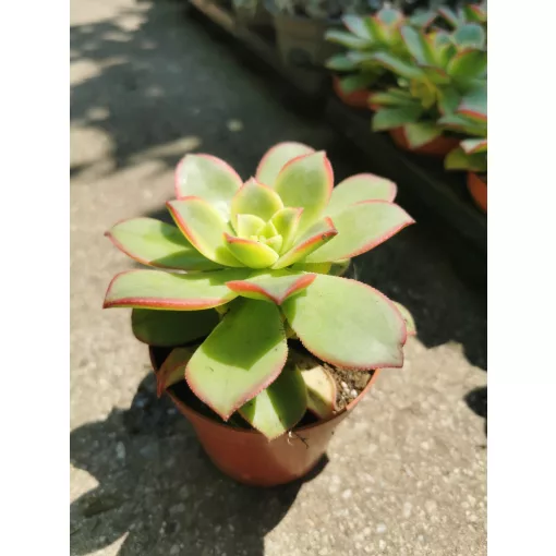 Aeonium haworthii Kiwi - Fás kövirózsa