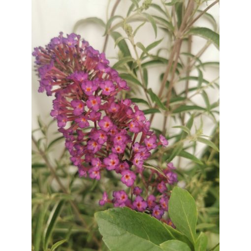 Nyáriorgona - Buddleia davidii Nanho Purple