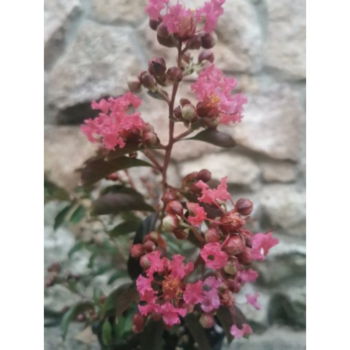 Lagerstroemia indica Red Imperator - Selyemmirtusz