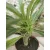 Madagaszkári pálma - Pachypodium lamerei