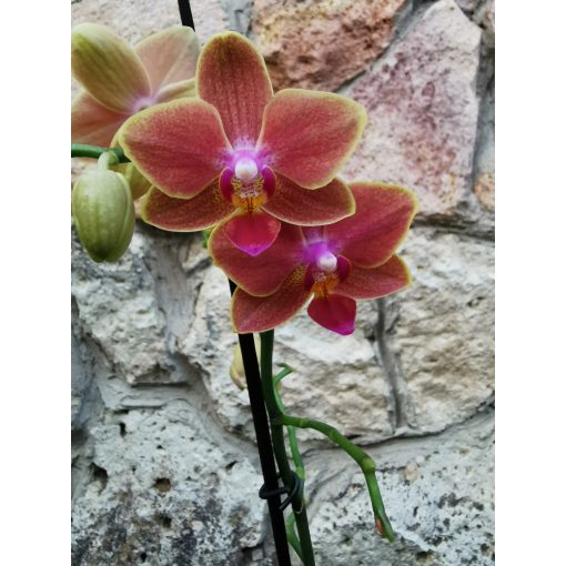 Phalaenopsis Sogo Allen
