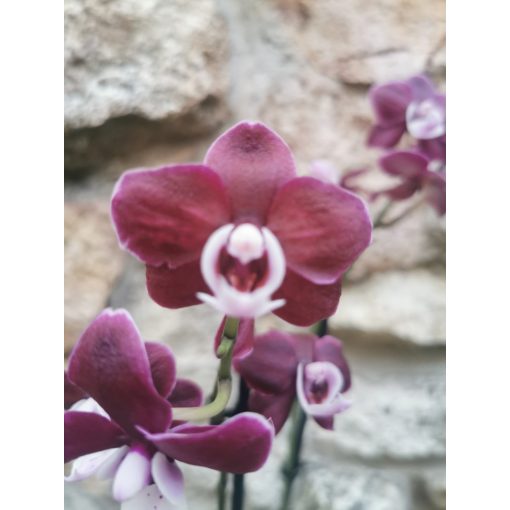 Phalaenopsis Kaoda Twinkle