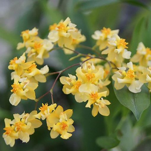 Lepkekosbor - Oncidium Twinkle Yellow