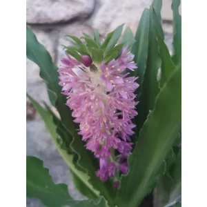 Ananászliliom - Eucomis Leia